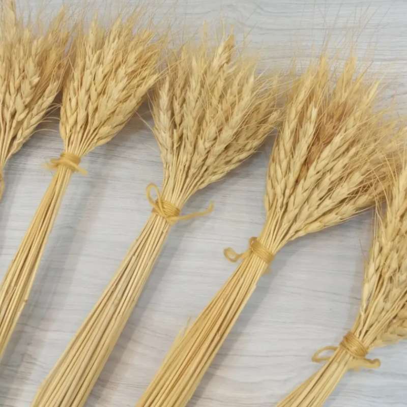 گندم طبیعی
