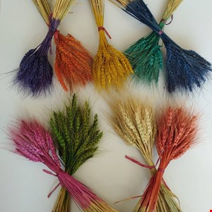 گندم رنگی و طبیعی